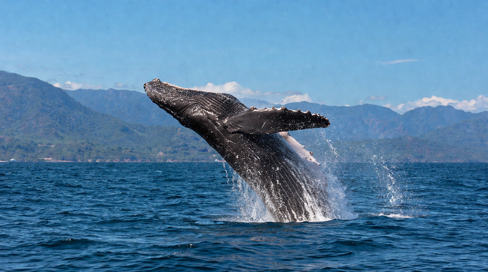 Avistamiento de ballenas jorobadas en Nayarit